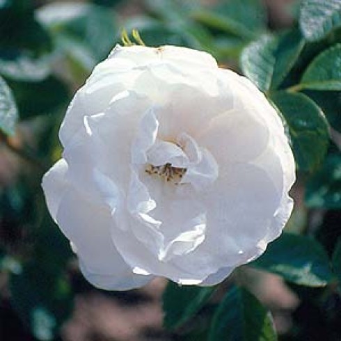 Rosa Rugosa (Kartoffelrosen) - Mary Manners