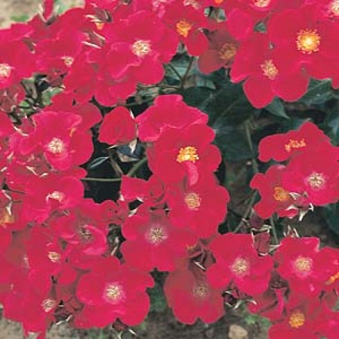 Bodendecker Rosen - Maude Elizabeth