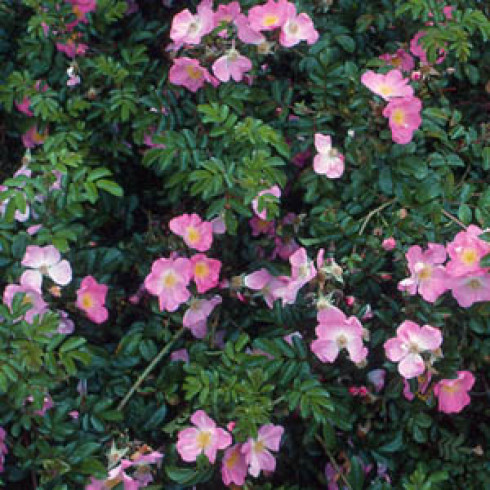 Bodendecker Rosen - Max Graf