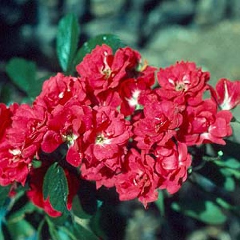 Polyantha Rosen und ältere Floribundas - Miss Edith Cavell