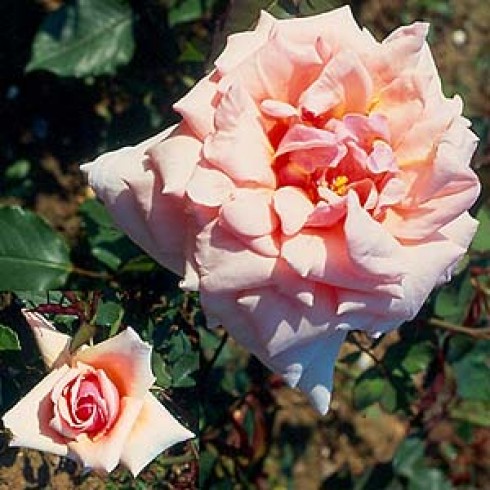 Teehybriden - Mme. Abel Chatenay
