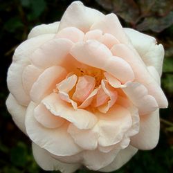 Kletterrosen und Rambler - zusammengefasst - Mme. Berard