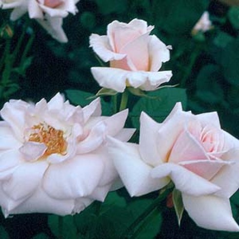 Teehybriden - Mme. Butterfly Climber