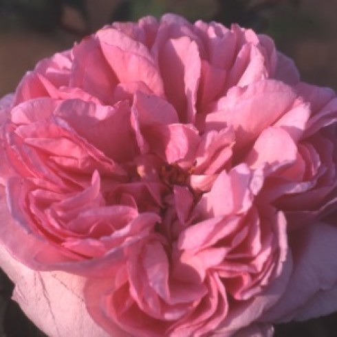 Rosa Borbonica - Mme. Ernst Calvat