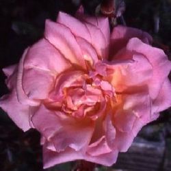 Chinarosen - Mme. Laurette Messimy