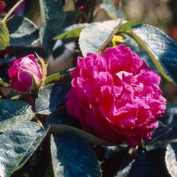 Moosrosen (Rosa Centifolia Muscosa) - Mousseux du Japon