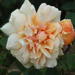 Teehybriden - Mrs Aaron Ward