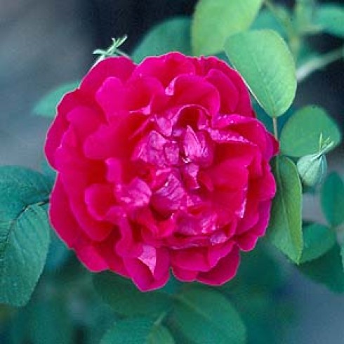 Rosa Rugosa (Kartoffelrosen) - Mrs Anthony Waterer