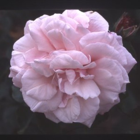 Rosa Borbonica - Mrs Paul