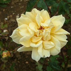 Teehybriden - Mrs Pierre S. du Pont