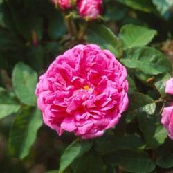 Moosrosen (Rosa Centifolia Muscosa) - Mrs William Paul