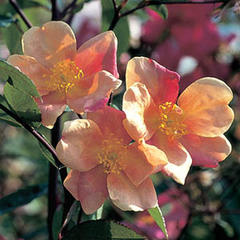 Chinarosen - Mutabilis