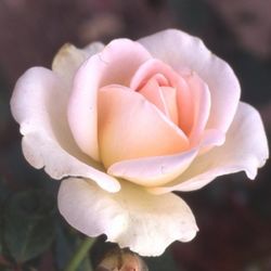 Floribunda Rosen (Büschelblüher) - Nancy Steen