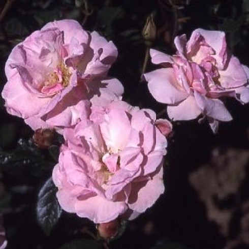 Floribunda Rosen (B�schelbl�her) - Nathalie Nypels