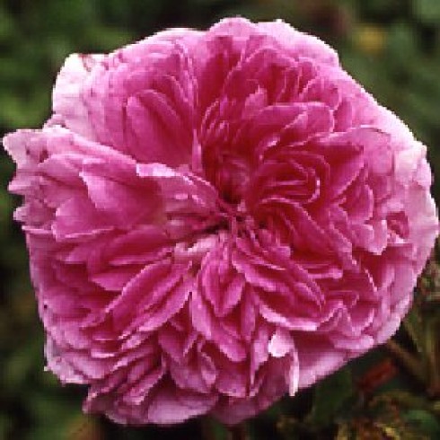 Rosa Gallica (Essig-Rose) - Nestor