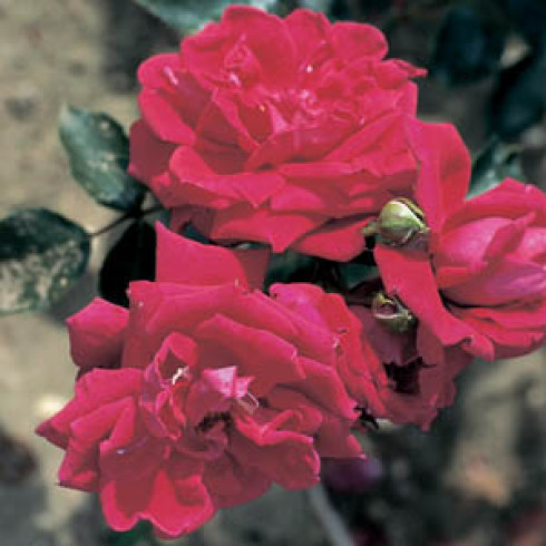 Kletterrosen und Rambler - zusammengefasst - New Dawn Red