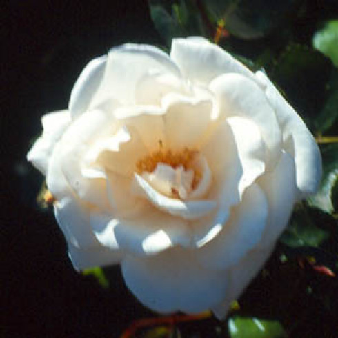 Kletterrosen und Rambler - zusammengefasst - New Dawn White
