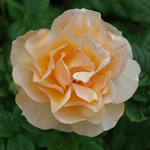 Floribunda Rosen (Büschelblüher) - Norwich Castle