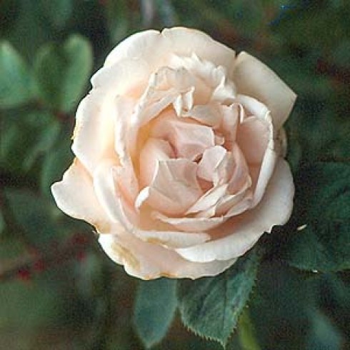 Rosa Rugosa (Kartoffelrosen) - Nova Zembla