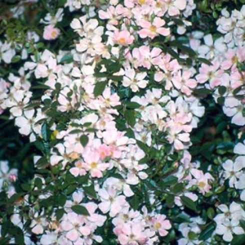 Bodendecker Rosen - Nozomi