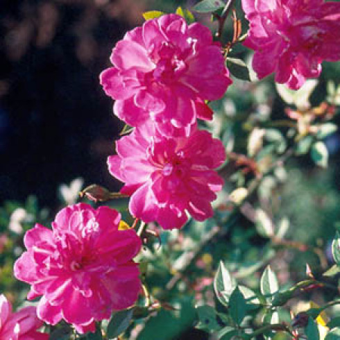 Kletterrosen und Rambler - zusammengefasst - Old Blush Climber