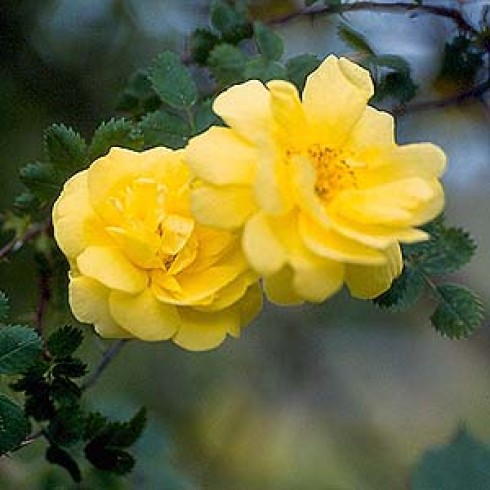 Rosa Pimpinellifolia (Bibernell-Rose) - Old Yellow Scotch