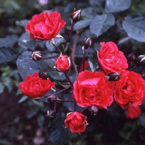 Floribunda Rosen (B�schelbl�her) - Orange Triumph