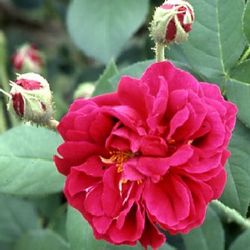 Rosa Borbonica - Parkzierde