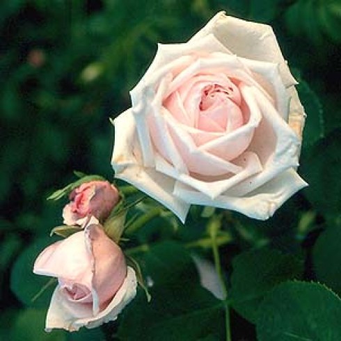 Remontant Rosen (Remontant Hybriden) - Paul's Early Blush