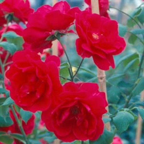 Wichuriana Rambler - Paul's Scarlet
