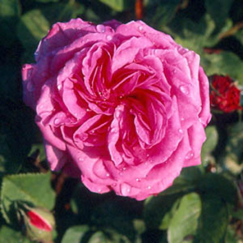 Remontant Rosen (Remontant Hybriden) - Paul Ricault