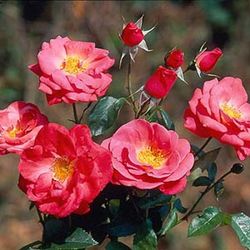Floribunda Rosen (B�schelbl�her) - Penelope Plummer