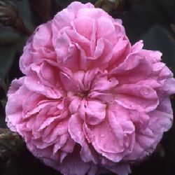 Rosa Centifolia - Petite Lisette