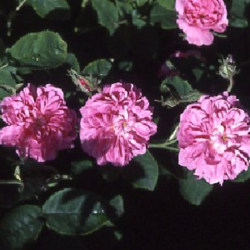 Rosa Centifolia - Petite de Hollande
