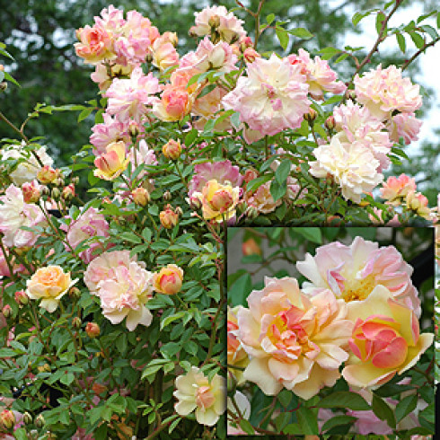 Multifloras - Phyllis Bide