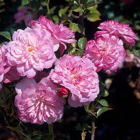 Bodendecker Rosen - Pink Bells