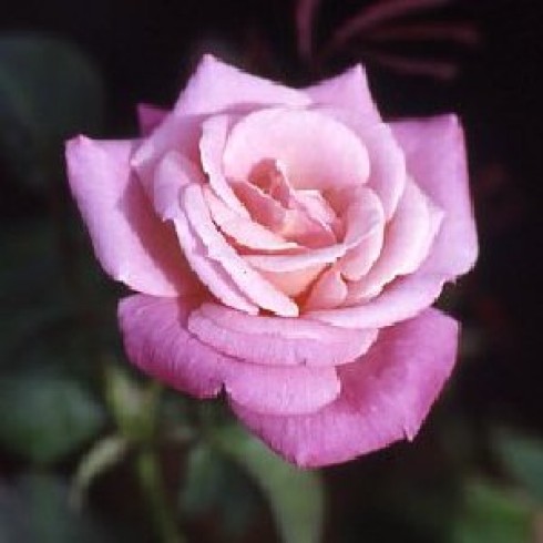 Floribunda Rosen (B�schelbl�her) - Pink Parfait