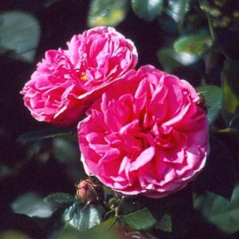 Floribunda Rosen (B�schelbl�her) - Plentiful
