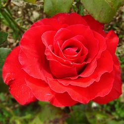 Teehybriden - Pride of England