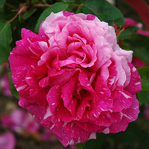 Remontant Rosen (Remontant Hybriden) - Pride of Reigate