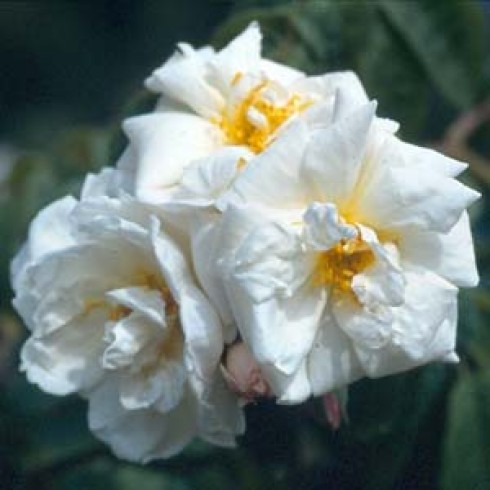 Moschatas - Princess of Nassau
