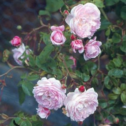 Sempervirens Rambler - Princesse Marie