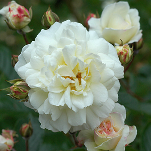 Rosa Moschata - Prosperity