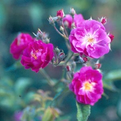 Kletterrosen und Rambler - zusammengefasst - Purple Skyliner