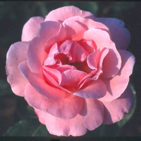 Floribunda Rosen (B�schelbl�her) - Queen Elizabeth Climber