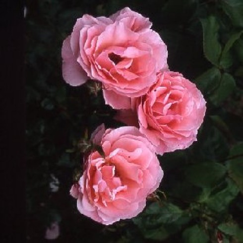 Floribunda Rosen (B�schelbl�her) - Queen Elizabeth