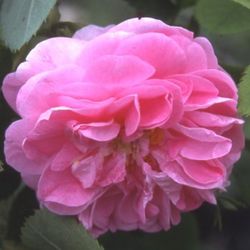 Rosa Borbonica - Queen of Bedders