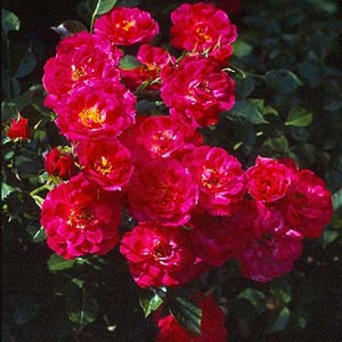 Bodendecker Rosen - Red Bells