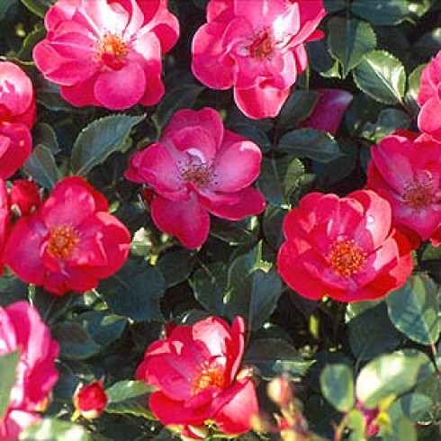 Bodendecker Rosen - Red Blanket