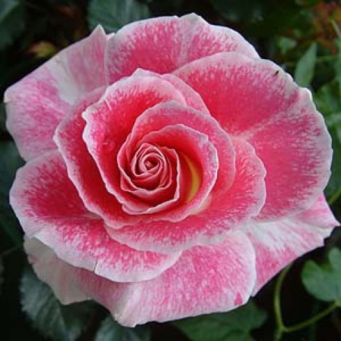 Bodendecker Rosen - Regensberg